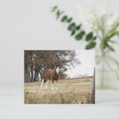 Clydesdale Postkarte (Stehend Vorderseite)