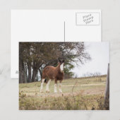 Clydesdale Postkarte (Vorne/Hinten)