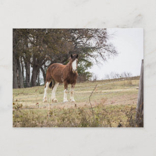 Clydesdale Postkarte