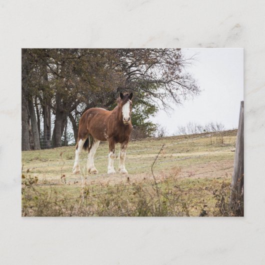 Clydesdale Postkarte (Vorderseite)