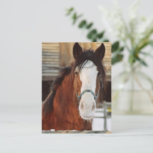 Clydesdale Postkarte (Stehend Vorderseite)