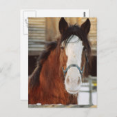 Clydesdale Postkarte (Vorne/Hinten)