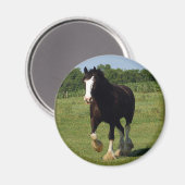 Clydesdale Running Magnet (Vorderseite/Rückseite)