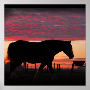 Clydesdale Sonnenuntergang Poster