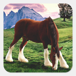 Clydesdale Sonnenuntergang Quadratischer Aufkleber