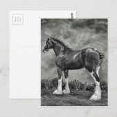 Clydesdale Stallion B&W Postkarte (Vorne/Hinten)