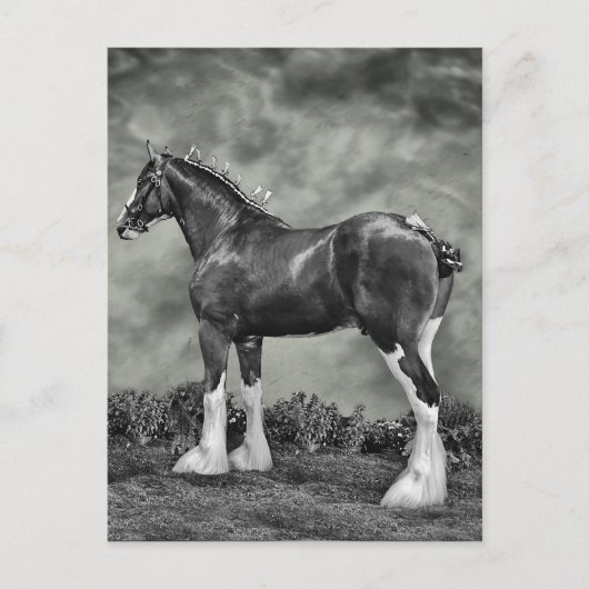Clydesdale Stallion B&W Postkarte (Vorderseite)