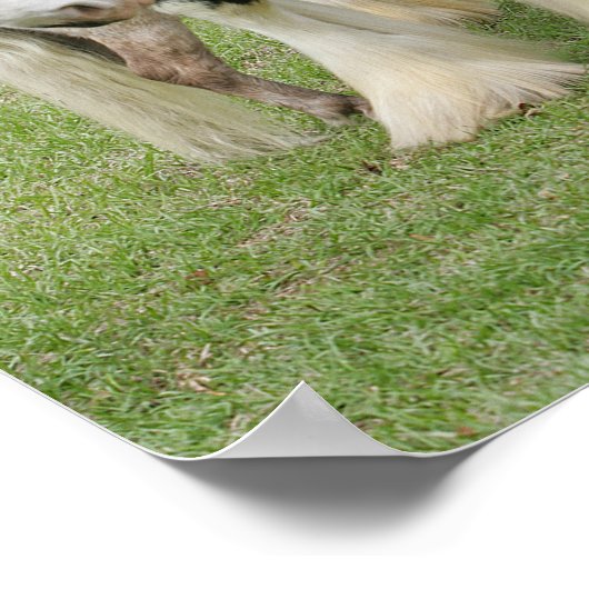 Clydesdale Stehend über Miniatur-Pony Poster (Ecke)