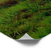 Clydesdale Storm Poster (Ecke)