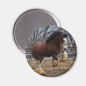 Clydesdale Stummkälte Magnet (Vorderseite/Rückseite)