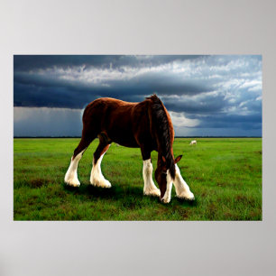 Clydesdale Sturm Poster