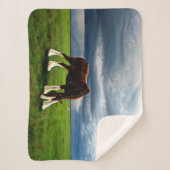 Clydesdale Sturm Sherpadecke (Vorderseite)