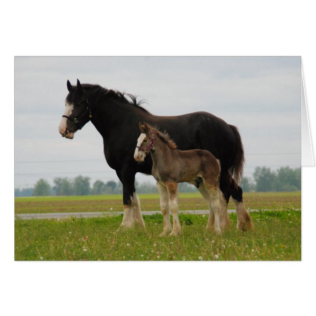 Clydesdale Stute und schief (Vorderseite (Horizontal))