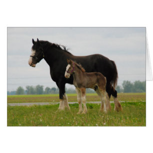 clydesdale Stute und Stutenfohlen