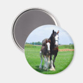 Clydesdale und Filetmagnet Magnet (Vorderseite/Rückseite)