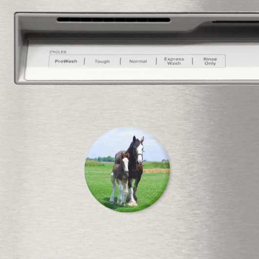 Clydesdale und Filetmagnet Magnet (In Situ (Geschirrspüler))