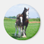 Clydesdale und Filetmagnet Magnet (Vorne)