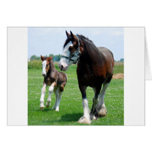 Clydesdale und Filly