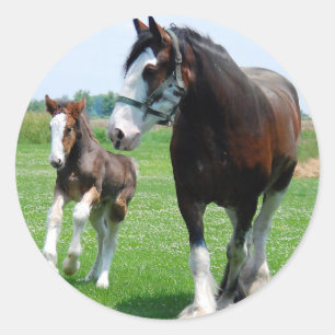 Clydesdale und Filly Runder Aufkleber