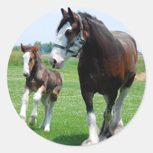 Clydesdale und Filly Runder Aufkleber (Vorderseite)