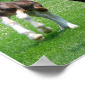 Clydesdale und Fülldruck Poster (Ecke)