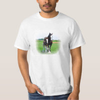 Clydesdale und Stutenfohlen