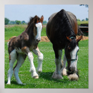 clydesdale und Stutenfohlendruck Poster