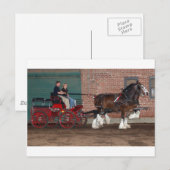 Clydesdales-Karren Postkarte (Vorne/Hinten)