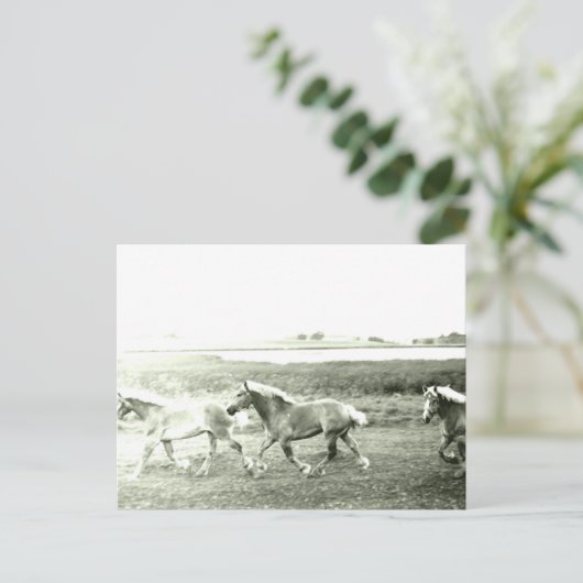 Clydesdales Postkarte (Stehend Vorderseite)