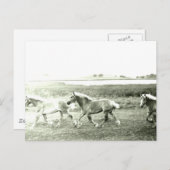 Clydesdales Postkarte (Vorne/Hinten)