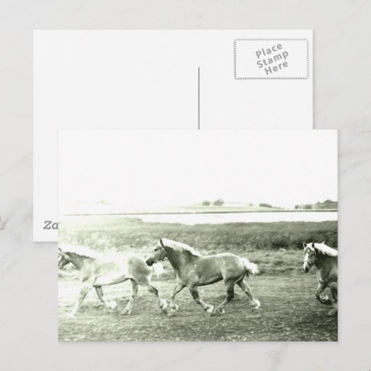 Clydesdales Postkarte (Vorne/Hinten)