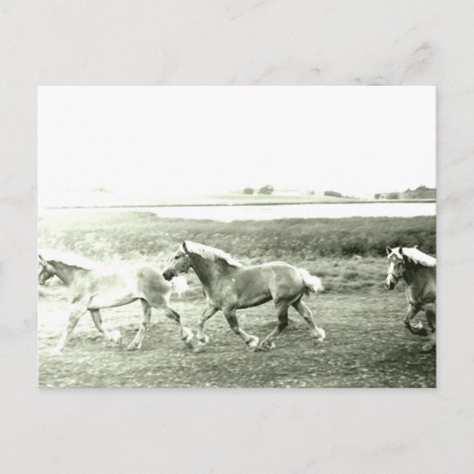 Clydesdales Postkarte (Vorderseite)