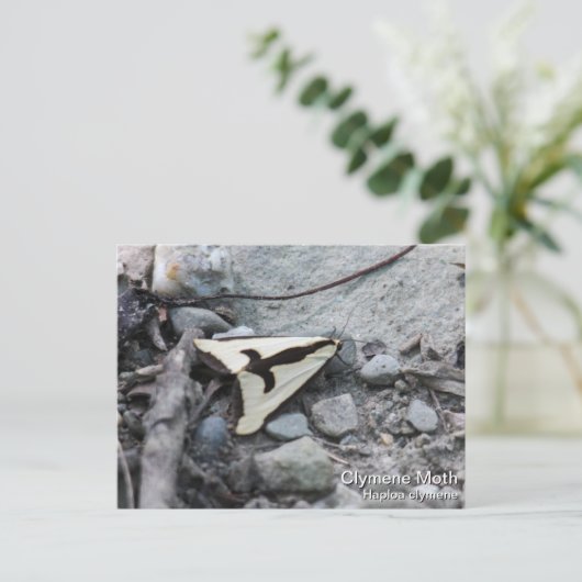 Clymene Moth Postkarte (Stehend Vorderseite)