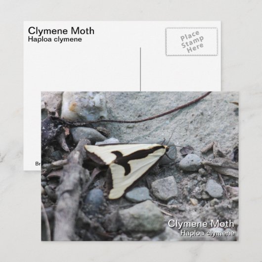 Clymene Moth Postkarte (Vorne/Hinten)