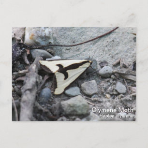 Clymene Moth Postkarte