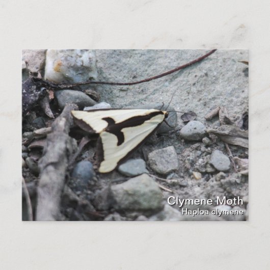 Clymene Moth Postkarte (Vorderseite)