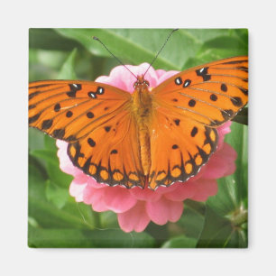 CM, Schmetterlings-Magnet Magnet