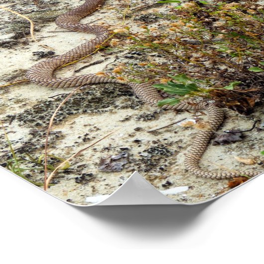 Coachwhip Snake Poster (Ecke)