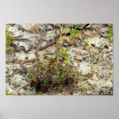 Coachwhip Snake Poster (Vorne)