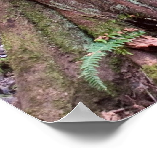 Coal Creek Falls Walking Bridge Print Poster (Ecke)