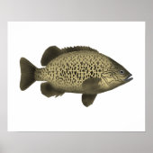 Coal Grunter Poster (Vorne)