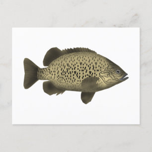 Coal Grunter Postkarte