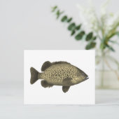 Coal Grunter Postkarte (Stehend Vorderseite)