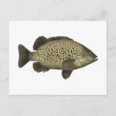 Coal Grunter Postkarte (Vorderseite)