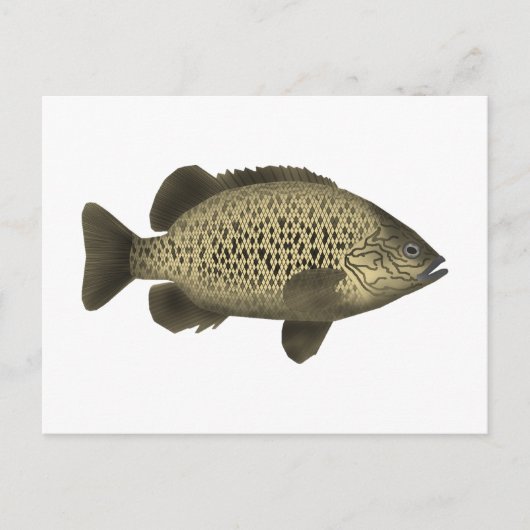 Coal Grunter Postkarte (Vorderseite)