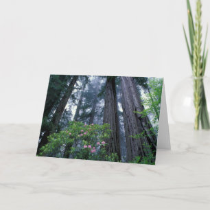 Coast Redwoods and Rhododendrons Karte