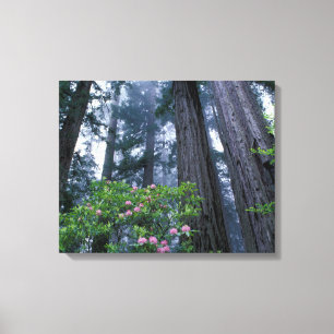 Coast Redwoods and Rhododendrons Leinwanddruck