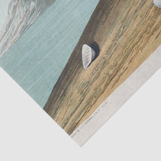 coastal audobon sanderling gulls tissue paper seidenpapier (Ausschnitt)