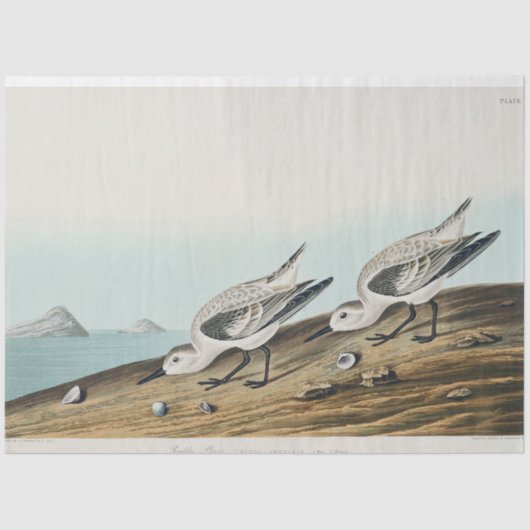 coastal audobon sanderling gulls tissue paper seidenpapier (Vorderseite)