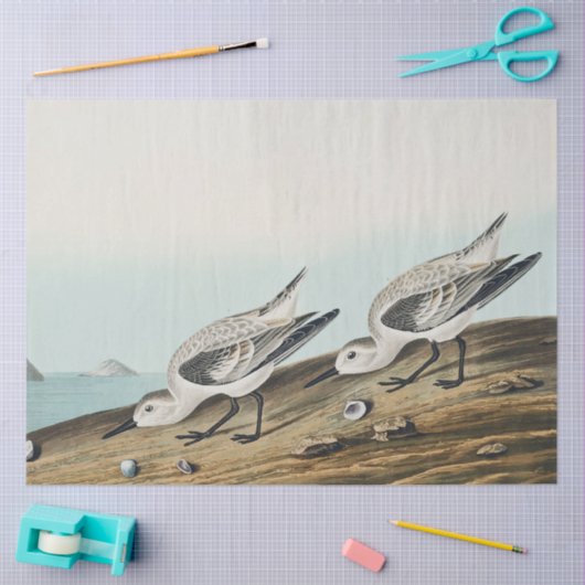 coastal audobon sanderling gulls tissue paper seidenpapier (Basteln)